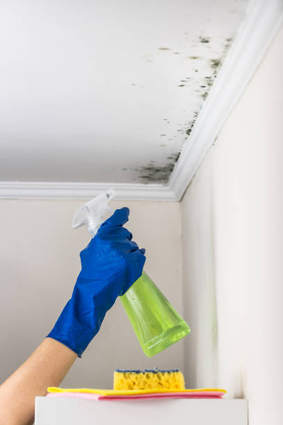 Why You Should Choose Our Mold Remediation Services in Flower Hill, MD